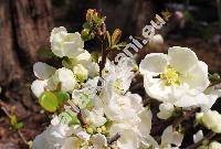 Chaenomeles x superba 'Jet Trail' (Cydonia, Choenomeles, Pyrus)