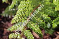 Polystichum polyblepharom 'Jade' (Polystichum polyblepharom (Roem. ex Kunze) C. Presl)