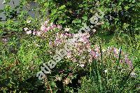 Anemone japonica Sieb. et Zucc. (Anemone hupehensis Lemoine)