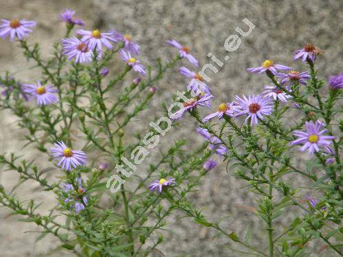 Aster dumosus L. (Symphyotrichum dumosum (L.) Nes.)