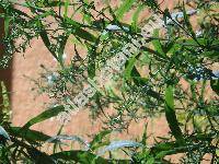 Aster dumosus L. (Symphyotrichum dumosum (L.) Nes.)