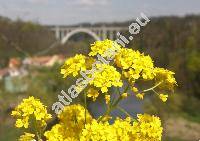 Aurinia saxatilis (Aurinia saxatilis (L.) Desv., Alyssum saxatile auct.)