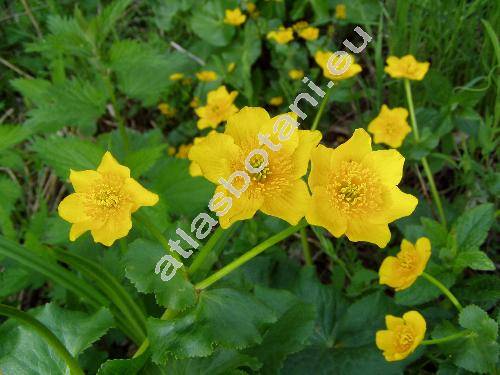 Caltha palustris L.