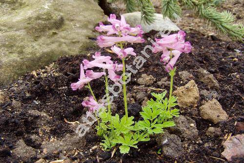 Corydalis bushii Nakai (Fumaria)