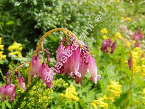 Dicentra eximia (Ker Gawl.) Torr. (Fumaria formosa Poir., Corydalis eximia (Ker Gawl.) Link, Bicuculla eximia (Ker Gawl.) Millsp., Eucapnos eximius (Ker Gawl.) Bernh.)