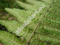 Dryopteris filix-mas (L.) Schott (Aspidium filix-mas (L.) Swartz, Polypodium filix-mas L.)