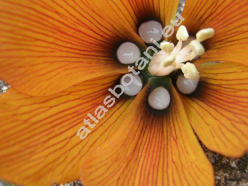 Fritillaria imperialis L.