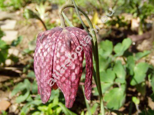 Fritillaria meleagris L.