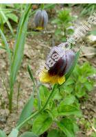 Fritillaria michailowskyi (Fritillaria michailowskyi Fom.)