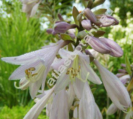 Hosta sieboldii (Paxt.) Ingrem (Funkie, Funkia, Hosta xsieboldii (Paxt.) Ingram, Hosta albomarginata (Hook.) Ohwi)