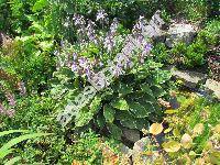 Hosta sieboldii (Paxt.) Ingrem (Funkie, Funkia, Hosta xsieboldii (Paxt.) Ingram, Hosta albomarginata (Hook.) Ohwi)