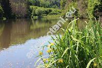 Iris pseudacorus L. (Iris palustris Moench)