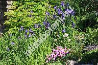 Iris sibirica L. (Limnirion sibiricum (L.) Opiz)