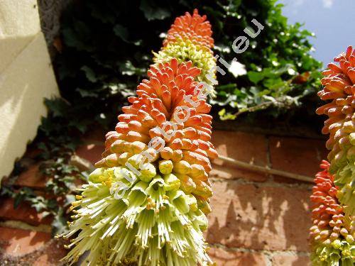 Kniphofia uvaria (Kniphofia uvaria L.)