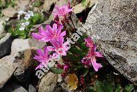 Lewisia cotyledon (Wats.) Rob.