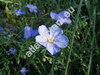 Linum austriacum L. (Linum perenne agg.)