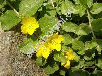 Lysimachia nummularia L. (Lysimachia rotundifolia Schmidt, Nummularia prostrata Opiz,  Nummularia repens Gilib.)