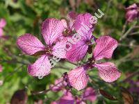 Lunaria annua L. (Lunaria biennis)