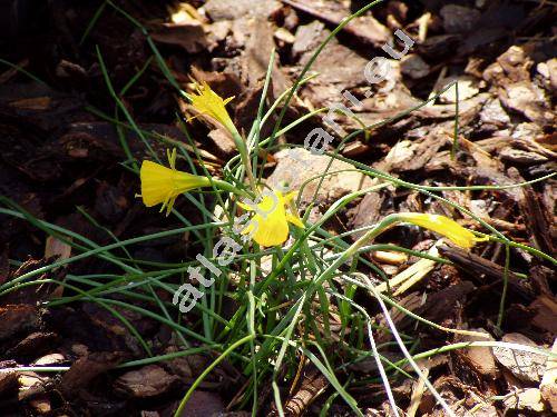 Narcissus bulbocodium L. (Corbularia bulbocodium (L.) Haw., Narcissus turgidus Salisb.)