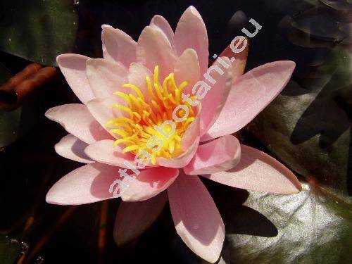 Nymphaea odorata (Nymphaea odorata var. rosea)
