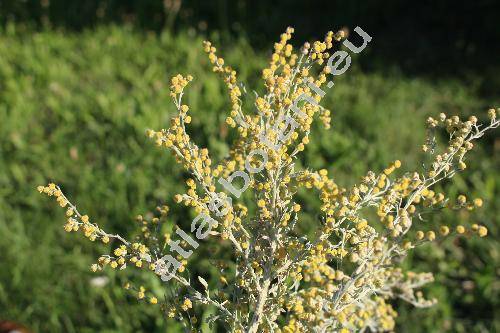Artemisia absinthium L. (Absinthium officinale Brot.)