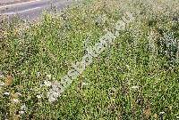 Artemisia absinthium L. (Absinthium officinale Brot.)
