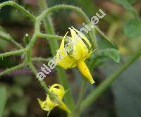 Solanum lycopersicum L. (Lycopersicon esculentum Miller)