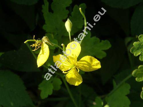 Chelidonium majus L.