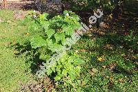 Nicandra physalodes (Nicandra physalodes (L.) Gaertn., Nicandra violacea Andr� ex Lem.-unresolved, Atropa daturifolia Thore, Boberella nicandra Krause, Physalis daturifolia Lam., Physalodes peruviana Kuntze)