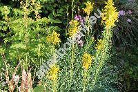 Asphodeline lutea (Asphodeline lutea (L.) Rchb.)