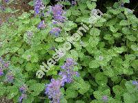 Nepeta racemosa Lamk. (Nepeta mussinii Henck.)