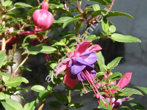 Fuchsia hybrida Voss