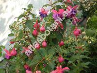 Fuchsia hybrida Voss