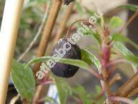 Fuchsia hybrida Voss