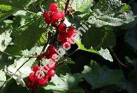 Ribes rubrum L. (Ribes vulgare Lam., Ribes sylvestre (Lam.) Mert. et Koch)