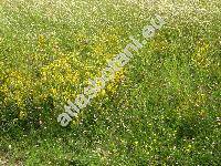 Genista tinctoria L. (Cytisus  tinctorius (L.) Vis.,  Genista elata (Moench) Wen.)
