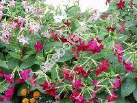 Nicotiana x sanderae (Nicotiana alata x Nicotiana forgetiana)