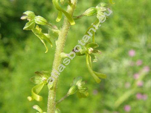 Listera ovata (L.) R. Br. (Neottia ovata, Orchys ovata L., Bifolium ovatum (L.) Niewl., Epipactis ovalifolia Stokes)