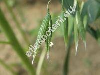Avena sativa L.