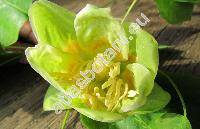 Liriodendron tulipifera L.