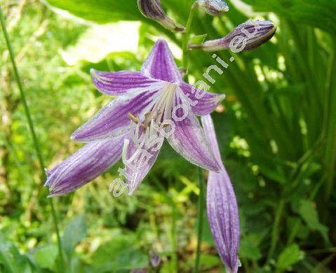 Hosta lancifolia 'Minima' (Funkie, Funkia, Hosta japonica (Thunb. ex Houtt) Voss, Hosta xlancifolia  (Thunb.) Engler)