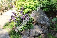 Hosta lancifolia 'Minima' (Funkie, Funkia, Hosta japonica (Thunb. ex Houtt) Voss, Hosta xlancifolia  (Thunb.) Engler)