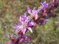 Lythrum salicaria L.