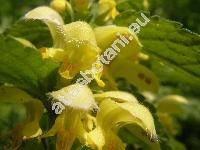 Galeobdolon argentatum (Lamium argentatum, Lamium galeobdolon, Lamiastrum argentatum, Lamiastrum galeobdolon)