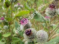 Arctium tomentosum Mill. (Lappa arctium Hill, Lappa tomentosa (Mill.) Lam., Lappa bardana Willd.)