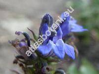 Lobelia siphilitica L. (Lobelia densiflora Renn., Lobelia reflexa Stok., Rapuntium siphiliticum Mill., Rapuntium syphiliticum Moench)