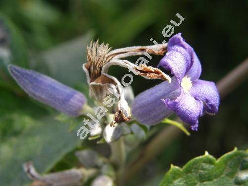 Clematis heracleifolia DC. (Clematis tubolosa Turcz.)