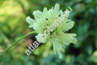 Cephalaria gigantea (Scabiosa gigantea Led., Cephalaria elata (Hornem.) Schrad., Cephalaria tatarica (L.) Schrad. auct.)