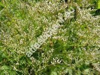 Limonium latifolium (Limonium latifolium Moench, Limonium tataricum (L.) Mill., Statice trigona Pall., Goniolimon tataricum (L.) Boiss.)