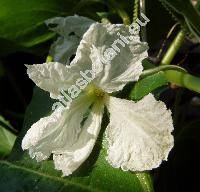 Lagenaria siceraria (Mol.) Standl. (Lagenaria vulgaris Ser., Lagenaria leucantha (Duch.) Rusby)